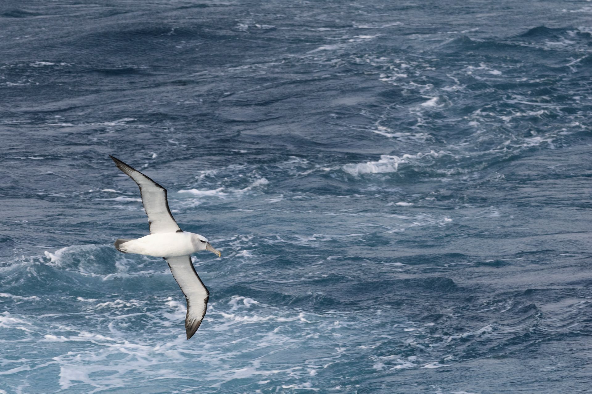 Polarkreuzfahrt mit der Greg Mortimer: Kleine Expeditionsgruppe, intensive Landgänge, moderne Technik und nachhaltiges Reisen in Arktis oder Antarktis.